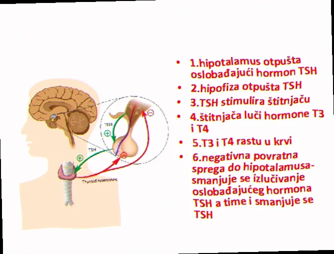 Blodprøve for Tsh-værdier