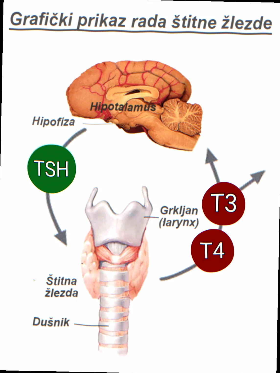 Medicin til Tsh-behandling