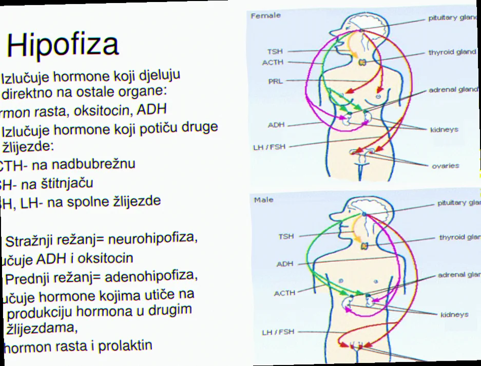 Blodprøve til Tsh-diagnose